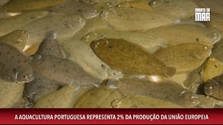 Minuto do Mar  Episódio 4  Aquacultura em Portugal [upl. by Ayiak]