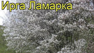 Ирга ламарка Краткий обзор описание характеристик где купить саженцы amelanchier lamarckii [upl. by Marlette244]