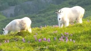 Hiking across Kodiak Island Old Harbor to Larsen Bay [upl. by Nalrah]