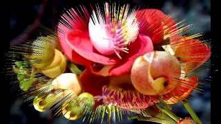 COUROUPITA  GUIANENSIS [upl. by Ahsita]