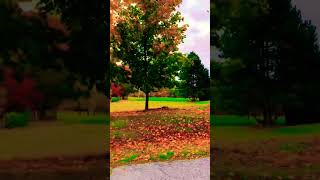 Canada Weather so Nice 2024 best viralvideo shorts [upl. by Nolrah]