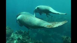 Manatees in Dominican Republic  Manatíes en República Dominicana [upl. by Esorrebma478]