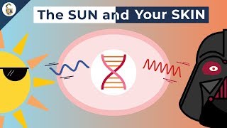 How UV Rays Damage Skin [upl. by Labors195]