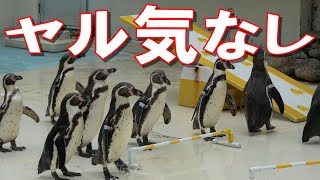 おたる水族館のペンギン達が予想通り全くアップデートしていなかった件。 [upl. by Claman]