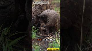 The Pangolin The Armored Insect Hunter 🌿 pangolin animals facts shorts wildlife subscribenow [upl. by Whorton324]