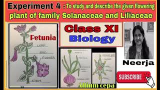 Study flowering plant of families Solanaceae amp LiliaceaeExperiment 4class11biology1st term [upl. by Odin301]