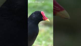 Moorhen Gallinula chloropus [upl. by Salazar]