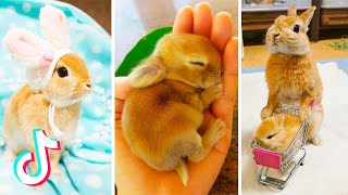 Cute Bunnies That Ive Found on Tik Tok  BUNNY COMPILATION 🐰 [upl. by Vtehsta]