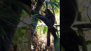 Golden Bamboo Lemur madagascar nature wildlife lemurs [upl. by Frydman]