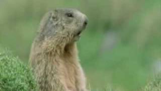 Prairie dogs calling each other [upl. by Assir]