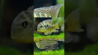 The Argentine Humphead Gymnogeophagus Balzanii [upl. by Olnton]