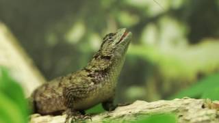 Sceloporus malachiticus [upl. by Eimmot]