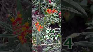 植物図鑑No14 植物図鑑 [upl. by Thynne488]