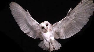 Slow Motion Barn Owl Attack  Slo Mo 11  Earth Unplugged [upl. by Wickner]