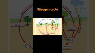 biology nitrogen cycle [upl. by Yrroc]