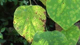 Leaf Spot on Redbud [upl. by Vihs]