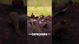 The Unbelievable Symbiosis Oxpeckers Feast on an Injured Hippo shorts viralvideo [upl. by Gareri974]