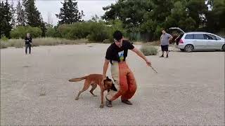 MONDIORING training with Sampanis D T C  malinois [upl. by Pacorro]