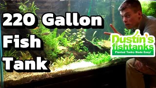 I waited 2 years for my 220 gallon Planted Aquarium 220 Gallon Fish Tank Overview [upl. by Zigrang]