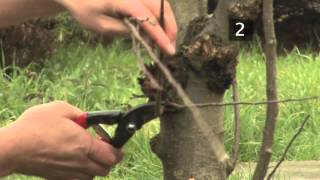 How to prune an apple tree  Garden Goals  Homebase [upl. by Socram]