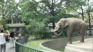 Elephant Spraying Poo on Man  ORIGINAL at Berlin Zoo [upl. by Ennahgiel]