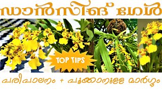 Orchid Care in Malayalam  Dancing Lady Oncidium Orchid [upl. by Oyr63]