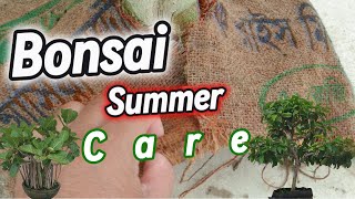 Bonsai Summer Survival Guide  বনসাই সামার সারভাইভাল গাইড Muradlivingart [upl. by Haret]