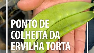 Ponto de colheita Ervilha torta [upl. by Gonroff]