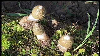 Immersive Mushroom Picking Is Really Fun 27 [upl. by Jamnis]