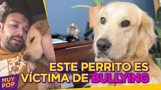 A Felipe el perrito le hacen bullying en su guardería y su reacción te apachurrará el corazón [upl. by Augustine]