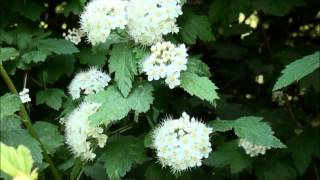 Cornus stolonifera [upl. by Senhauser]