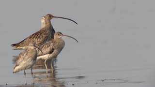 Far Eastern Curlew with Eurasian Curlew [upl. by Ecerehs82]