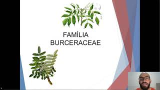 Famílias botânicas Burseraceae a família das árvores aromáticas [upl. by Ahsekyw]