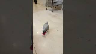 AFRICAN GREY PARROT [upl. by Nymassej576]