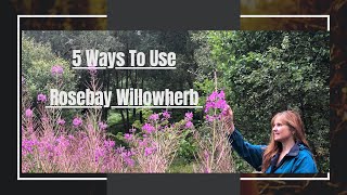 5 Ways To Use Rosebay Willowherb Fireweed  Ancestors Pain Killer  Foraging  Natures Resources [upl. by Aicemed814]