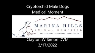 Cryptorchid Dogs and Neutering [upl. by Bolling190]