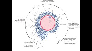 Gametogénesis y Fecundación [upl. by Innek]