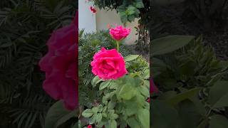 Rose flower♥️roseplant shortsfeed plants mygardening ytshorts viral rose flower [upl. by Airdnassac]