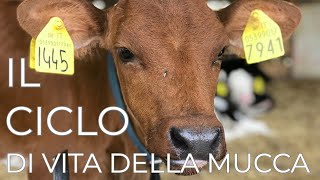 Cosa succede quando nasce un vitello What happens when a calf is born🇬🇧 [upl. by Nil]