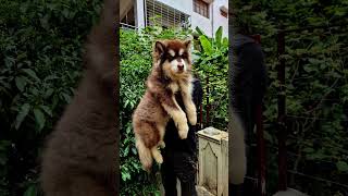 Gaint alaskan malamute direct import puppy Bangalore alaskanmalamute alaskanmalamutepuppy puppy [upl. by Nosnev]