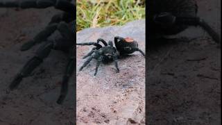 Filming RARE Tarantulas in Andes of Peru tarantula peru cusco [upl. by Shiau]