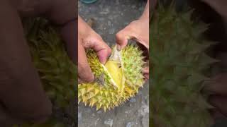 Tester durian jatuhan [upl. by Rochell]