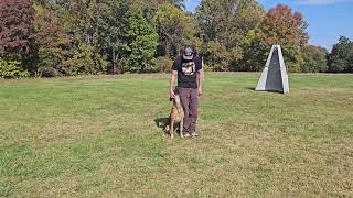 Fun Obedience Training with my IGP Belgian Malinois [upl. by Odnumyar]