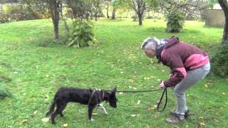 new Giving into leash pressure for shy reactive dogs [upl. by Marsland]