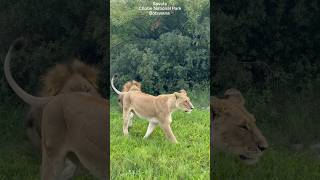 Savute Chobe National Park Botswana botswanasafari [upl. by Stonwin]