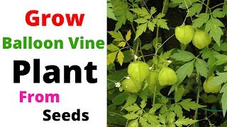 Grow Balloon Vine plant from seeds  Heartseed  Cardiospermum [upl. by Anelhtac]