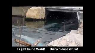 Delfinarium Nürnberg  ZooMitarbeiter sagt die Unwahrheit  Delfine leiden [upl. by Areikahs]