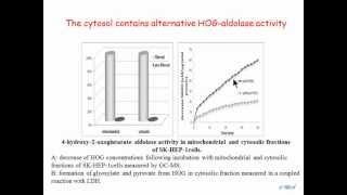 Primary hyperoxaluria type III A new kidney stone disease the gene and the biochemical pathway [upl. by Castera]