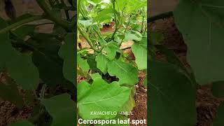 மழையில் வரும் கத்தரி இலை புள்ளி cercospora leaf spot agriculture fungicide brinjal [upl. by Yehc710]