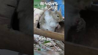 ニホンリスは自由奔放 cute Japanese squirrel ニホンリス squirrel リス 栗鼠 松鼠 [upl. by Hiltner981]